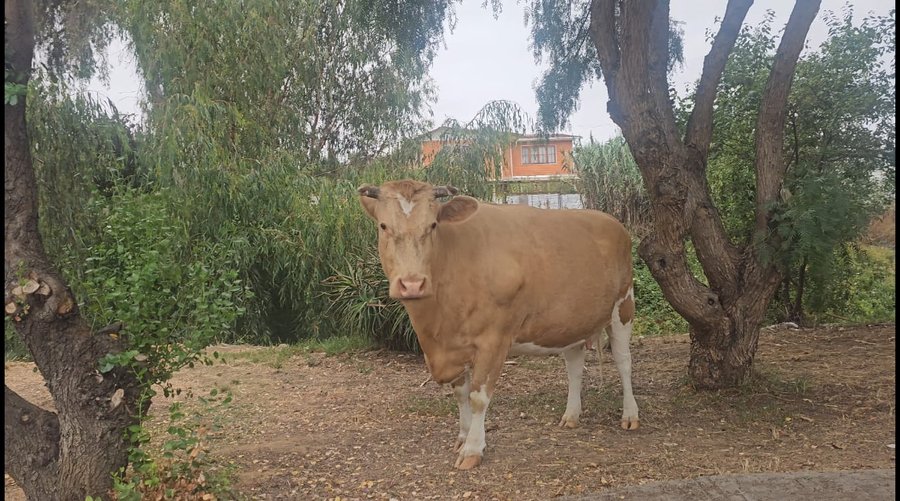 La vaca real, en el mismo lugar exacto marcado en el mapa